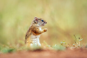 Smith bush squirrel standing up in blur background in Kruger National park, South Africa ; Specie...