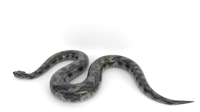 titanoboa snake 3d rendering animation