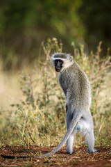 Vervet monkey standing up looking at camera in Kruger National park, South Africa ; Specie Chlorocebus pygerythrus family of Cercopithecidae