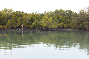 Beautiful mangrove forest of Sundarban tiger reserve, India
