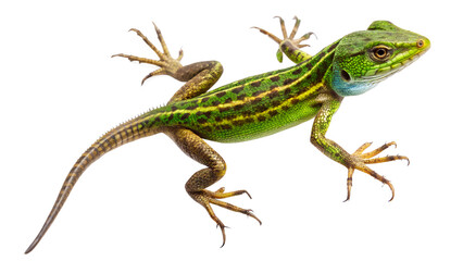 Naklejka premium lizard isolated on a white background. PNG Transparent file type with high definition quality Available.