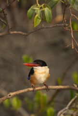 Portrait of a Black-capped kingfisher perched on mangrove tree at Sundarban tiger reserve, India