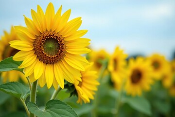 Obraz premium Sunflowers in full bloom, vibrant yellow petals, blossom, environment