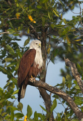 Portrait of a Brahminy kite perched on mangrove tree at Sundarban tiger reserve, India