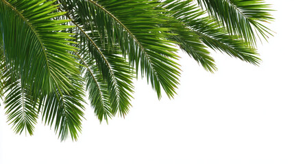 Lush green palm leaves create tropical vibe, perfect for summer aesthetics and nature themes