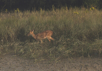 Cheetal deer in the grassland at Sundarban tiger reserve, India