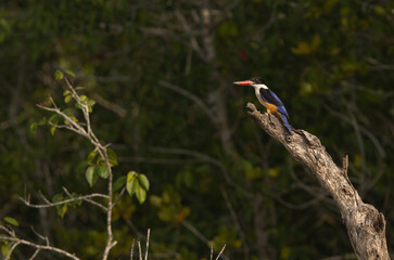 Black-capped kingfisher perched on dry mangrove tree trunk at Sundarban tiger reserve, India