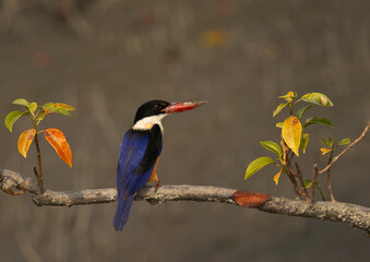 A beautiful Black-capped kingfisher perched on mangrove tree at Sundarban tiger reserve, India