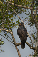 A changeable hawk-eagle dark morphed in mangrove forest of Sundarban tiger reserve, India