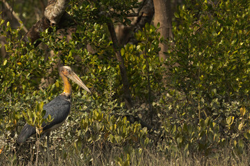 Greater adjutant in mangrove forest of Sundarban tiger reserve, India