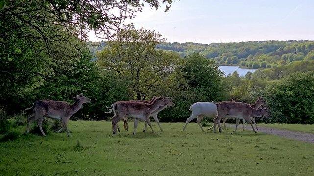 Witness the serene beauty of Denmark as a group of deer meander across vibrant green fields, blending with the natural landscape and tranquil ambiance at dusk. Dyrehaven Ved Hadersle