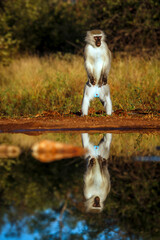Vervet monkey standing up along waterhole with reflection in Kruger National park, South Africa ;...