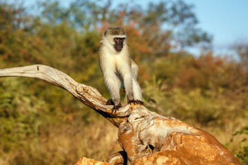 Vervet monkey standing on a log front view in Kruger National park, South Africa ; Specie Chlorocebus pygerythrus family of Cercopithecidae
