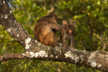 Mother Rhesus monkey removing bugs from a  juvenile at Sundarban tiger reserve, India