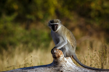 Vervet monkey seated on a log looking at camera in Kruger National park, South Africa ; Specie Chlorocebus pygerythrus family of Cercopithecidae