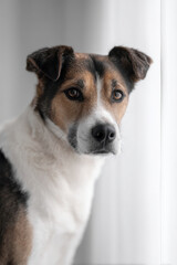 Obraz premium portrait of groom dog with caring expression located on right side of frame