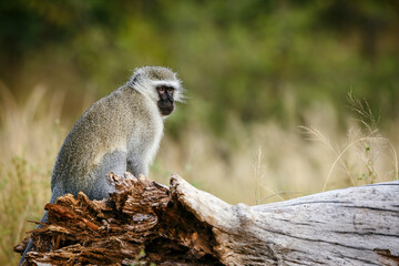 Vervet monkey seated on a stump in Kruger National park, South Africa ; Specie Chlorocebus pygerythrus family of Cercopithecidae