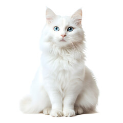 Fototapeta premium Stunning White Cat with Striking Blue Eyes