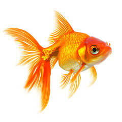 Vibrant Orange Goldfish in Isolated Studio Shot