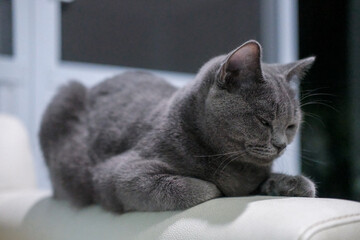 9 months old British Blue, British Shorthair cat sleeping on the armrest of the chair