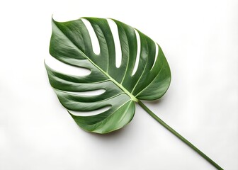 Minimalist white background with a single green tropical leaf centered, clean layout, natural lighting, no textures, studio style composition.