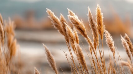 Fototapeta premium Golden reeds swaying gently in the breeze on a soft focus background at sunset nature scene