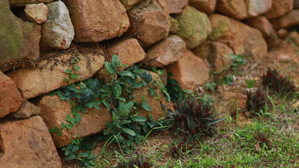 weeds climbing up the stone wall