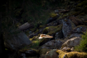 a common kestrel male flying in the air and is looking for food, at a sunny spring day