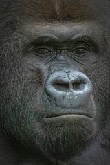 Close-up View of Gorilla face