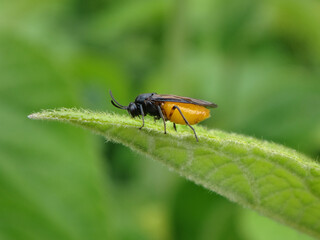 Large rose sawfly (Arge pagana), female sitting on a leaf