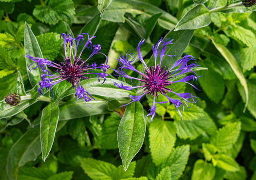 Purple Flowers Close-up