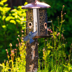 A blue tit lands on a feeder in a backyard