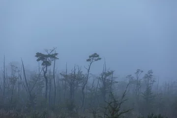 Fototapete Rund Fog in the forest © Galyna Andrushko