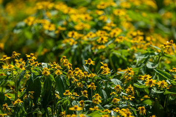 bloomimg Yellow Flowers Background. Spring Vibe.