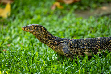 Water monitor (Varanus salvator) in the park.
