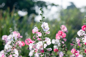 Pink Alcea rosea, or hollyhock, Pink flower in the garden.