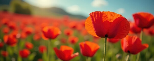 Fototapeta premium Close-up poppy, intense color, clean backdrop , summer, texture, design