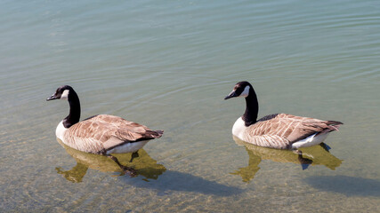 Canadian geese (Branta canadensis) male and female swimming together on the quiet water of the...