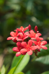 Jatropha integerrima flower in garden.