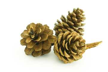 Pine cone isolated on white background.