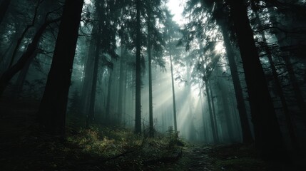 Mysterious Foggy Forest Sunlight Piercing Through the Trees