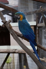 Colorful vertical portrait of a blue and yellow macaw perched on a wooden branch. Captured in soft daylight inside an aviary. Vivid tropical feathers and clear eye detail in focus.