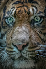 Close-Up of a Tiger’s Intense Gaze with Detailed Fur Patterns