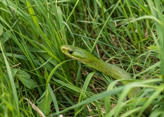 Fototapeta premium Smooth green snake camouflaged in tall grass nature scene topdown view serene environment for wildlife photography