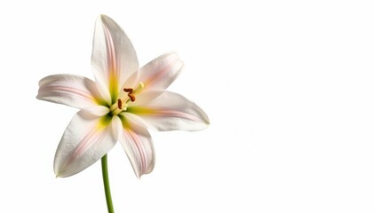 Naklejka premium Single lily flower isolated on white background, purity, peace, flower