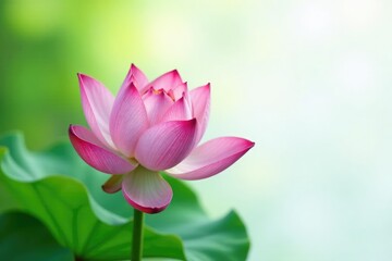 Single lotus flower on crisp white background, flower, green