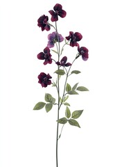 Dark burgundy flowers with lush green foliage on a long stem.  Delicate, velvety blossoms create a striking visual display