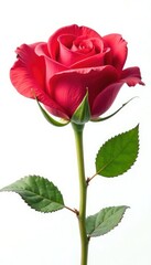 Single rose bloom isolated on white background, floral, petals