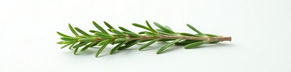 Fototapeta premium Single rosemary sprig isolated on a clean white surface, background, fragrant