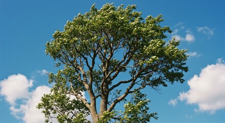 Tree against a blue sky. Photos